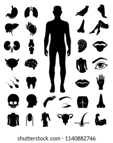 Big Set Of Human Anatomy. Body Parts Icons On White Background. Vector Art.