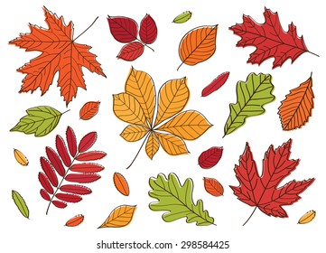 A big set of images of leaves of different trees. Hand drawing. Fall of the leaves. Autumn leaves. Herbarium. Sketch, design elements. Isolated on white. Background. Vector illustration.