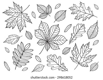 6,607 Ash tree leaves drawed Images, Stock Photos & Vectors | Shutterstock