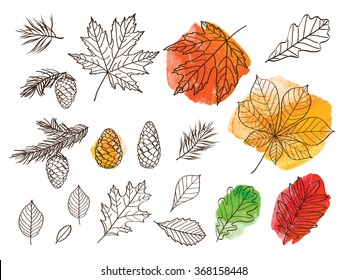 A big set of images of leaves of different trees. Leaves of trees on a green, red and yellow watercolor background. Hand drawn elements for your design. Sketch, design elements. Vector illustration.