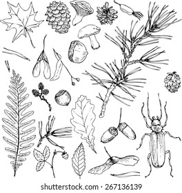 big set of ink drawing forest objects, seeds, leaves, twigs, pine cones, mushrooms, hand drawn vector elements,  sketch of nature  svg