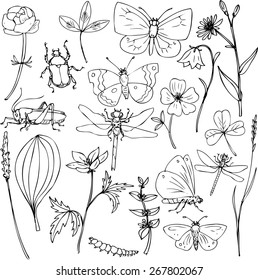 big set of ink drawing meadow objects, plants, flowers, grass, insects, hand drawn vector illustration