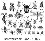 big set of insects bugs beetles and bees, fleas many species in vintage old hand drawn style engraved illustration woodcut animals.