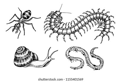 Big set of insects. Bugs Beetles Snail, Worm Centipede Ant Scolopendra Tattoo. Vintage Pets in house. Engraved Vector illustration.