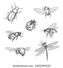 big set of insects bugs beetles and bees, fleas many species in vintage old hand drawn style engraved illustration woodcut animals.