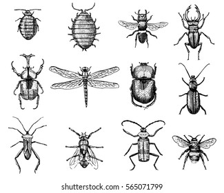 big set of insects bugs beetles and bees, fleas many species in vintage old hand drawn style engraved illustration woodcut animals.