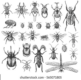 big set of insects bugs beetles and bees, fleas many species in vintage old hand drawn style engraved illustration woodcut animals.