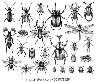 big set of insects bugs beetles and bees, fleas many species in vintage old hand drawn style engraved illustration woodcut animals.