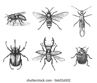 big set of insects bugs beetles and bees many species in vintage old hand drawn style engraved illustration woodcut.