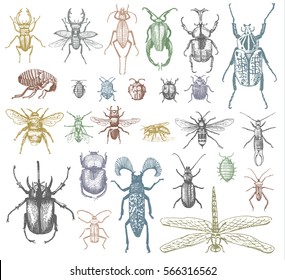 big set of insects bugs beetles and bees many species in vintage old hand drawn style engraved illustration woodcut.