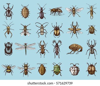 big set of insects bugs beetles and bees many species in vintage old hand drawn style engraved illustration woodcut.