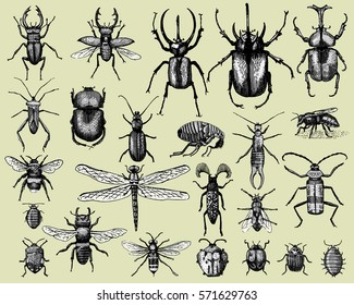 Big Set Of Insects Bugs Beetles And Bees Many Species In Vintage Old Hand Drawn Style Engraved Illustration Woodcut.