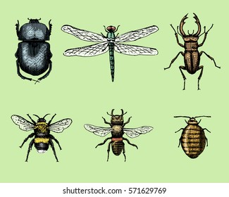 big set of insects bugs beetles and bees many species in vintage old hand drawn style engraved illustration woodcut.