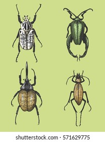 big set of insects bugs beetles and bees many species in vintage old hand drawn style engraved illustration woodcut.