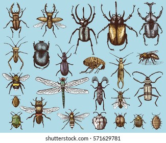 Big Set Of Insects Bugs Beetles And Bees Many Species In Vintage Old Hand Drawn Style Engraved Illustration Woodcut.