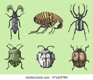 big set of insects bugs beetles and bees many species in vintage old hand drawn style engraved illustration woodcut.