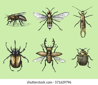 Big Set Of Insects Bugs Beetles And Bees Many Species In Vintage Old Hand Drawn Style Engraved Illustration Woodcut.