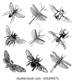 Big set of insects, bugs, beetles, fly, bees, fleas.  Many species in vintage old hand drawn stippling and hatching, shading style. Engraved stipple woodcut. Vector.
