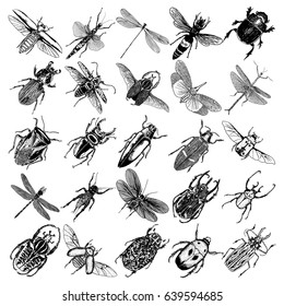 Big set of insects, bugs, beetles, fly, bees, fleas.  Many species in vintage old hand drawn stippling and hatching, shading style. Engraved stipple woodcut. Vector.