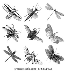 Big set of insects, bugs, beetles, fly, bees, fleas.  Many species in vintage old hand drawn stippling and hatching, shading style. Engraved stipple woodcut. Vector.