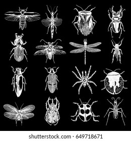 Big set of insects, bugs, beetles, fly, bees, fleas.  Many species in vintage old hand drawn stippling and hatching, shading style. Engraved stipple woodcut. Vector.