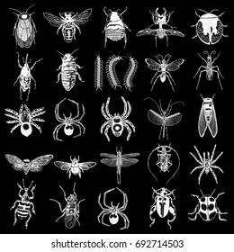 Big set of insects, bugs, beetles, fly, bees, fleas.  Many species in vintage old hand drawn stippling and hatching, shading style. Engraved stipple woodcut. Vector.