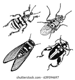 Big set of insects, bugs, flying beetles. Many species in vintage old hand drawn stippling and hatching, shading style. Engraved stipple woodcut. Vector.