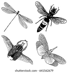 Big set of insects, bugs, flying beetles. Many species in vintage old hand drawn stippling and hatching, shading style. Engraved stipple woodcut. Vector.