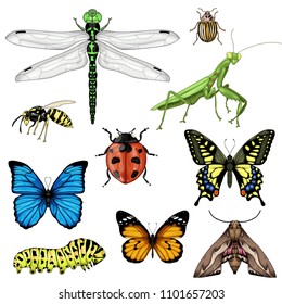 Big set with insects on white background. Vector collection of illustrations of flier isolated