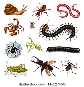 Big set of insects. Vintage Pets in house. Bugs Beetles Scorpion Snail, Whip Spider, Worm Centipede Ant Locusts, Mantis Bee. Amblypygi, Lucanus cervus, Scolopendra Julida. Engraved Vector illustration