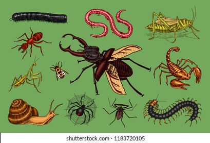 Big set of insects. Vintage Pets in house. Bugs Beetles Scorpion Snail, Whip Spider, Worm Centipede Ant Locusts, Mantis Bee. Amblypygi, Lucanus cervus, Scolopendra Julida. Engraved Vector illustration