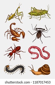 Big set of insects. Vintage Pets in house. Bugs Beetles Scorpion Snail, Whip Spider, Worm Centipede Ant Locusts, Mantis Bee. Amblypygi, Lucanus cervus, Scolopendra Julida. Engraved Vector illustration