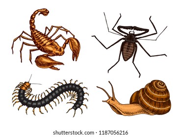 Big set of insects. Vintage Pets in house. Bugs Beetles Scorpion Snail, Whip Spider, Scolopendra. Engraved Vector illustration