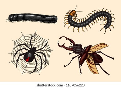 Big set of insects. Vintage Pets in house. Julida Bugs Beetles Whip Spider, Scolopendra. Engraved Vector illustration