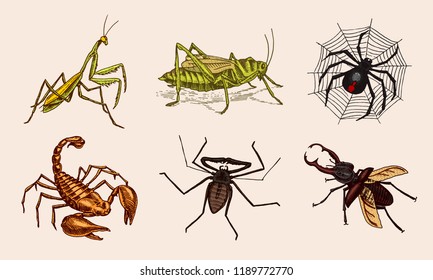 Big set of insects. Vintage Pets in house. Bugs Beetles Scorpion Snail, Whip Spider, Mantis Locusts. Engraved Vector illustration.