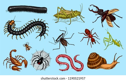 Big set of insects. Vintage Pets in house. Bugs Beetles Scorpion Snail, Whip Spider, Worm Centipede Ant Locusts, Mantis Bee. Amblypygi, Lucanus cervus, Scolopendra Julida. Engraved Vector illustration