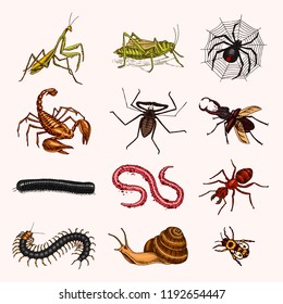 Big set of insects. Vintage Pets in house. Bugs Beetles Scorpion Snail, Whip Spider, Worm Centipede Ant Locusts, Mantis Bee. Amblypygi, Lucanus cervus, Scolopendra Julida. Engraved Vector illustration