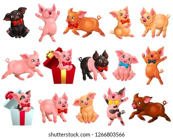 Big set joyful, cute and lovely red, pink, yellow, brown and black pigs with box and bow. A cartoon vector illustration isolated on white.