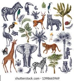 Big set with jungle animals in graphic style isolated. Vector.