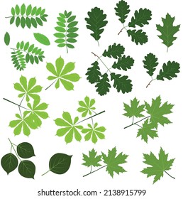 Big set of leaf silhouettes. Isolated shapes on white background. Collection of leaves of fern, maple, chestnut, birch, rowan, oak, willow, lilac, aspen, ash, ginkgo biloba. Stock vector illustration