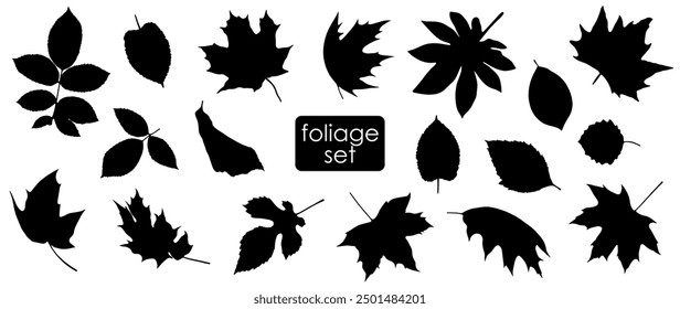 Big set of leaf silhouettes. Isolated shapes on white background. Collection of leaves of fern, maple, chestnut, birch, rowan, oak, willow, lilac, aspen, ash, ginkgo biloba. Stock vector illustration