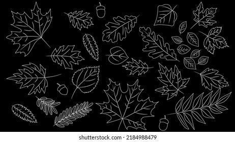 Big set of leaves from different kind of trees isolated. Set of outline autumn leaf oak, maple, rowan and acorns. Realistic blackboard style. Vector illustration. Set of line foliage.