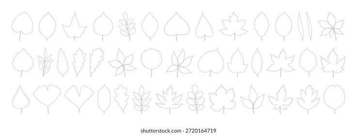 Gran conjunto de hojas de arce, roble, abedul, castaño, tilo, álamo, ginkgo y otros. Siluetas de contorno sobre un fondo blanco. Follaje de contorno de colección de primavera, verano u otoño. Ilustración vectorial