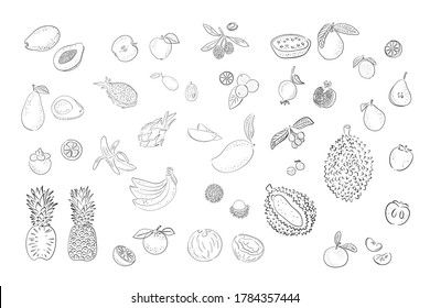 Big set line fruits. Bright and colorful pear, apple, lemon, lime, watermelon, orange, durian, pithaya, pineapple, mango, mangosteen, rambutan, bananas, pomegranate, persimmon, avocado, papaya, guava