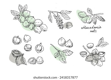 Big set of Macadamia nuts on branch outline with simple shapes. Vector illustration isolated, suitable for cosmetic or food background. 