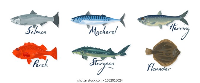 Big set with marine fishes and lettering salmon, mackerel, perch, herring, sturgeon, flounder. Raw, salted, marinated or smoked seafood. Vector cartoon illustration isolated on white background.