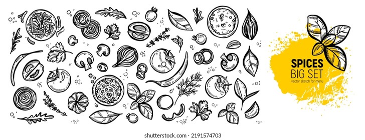 Big set for the menu. Spices and vegetables. Hand drawing sketches