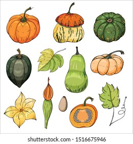 Big set of modern colorful vector pumpkin illustrations for autumn design.