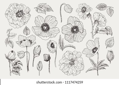 Big set of monochrome vintage flowers vector elements, Botanical flower decoration shabby chic illustration wild roses and anemone, poppy isolated natural floral wildflowers leaves and twigs.