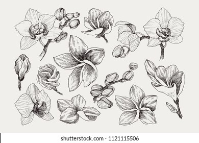 Big set of monochrome vintage flowers vector elements, Botanical flower decoration shabby chic illustration tropical orchid and plumeria isolated natural floral wildflowers leaves and twigs.